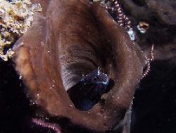 These blennies always disappear as soon as you approach, ... by Yves Antoniazzo 